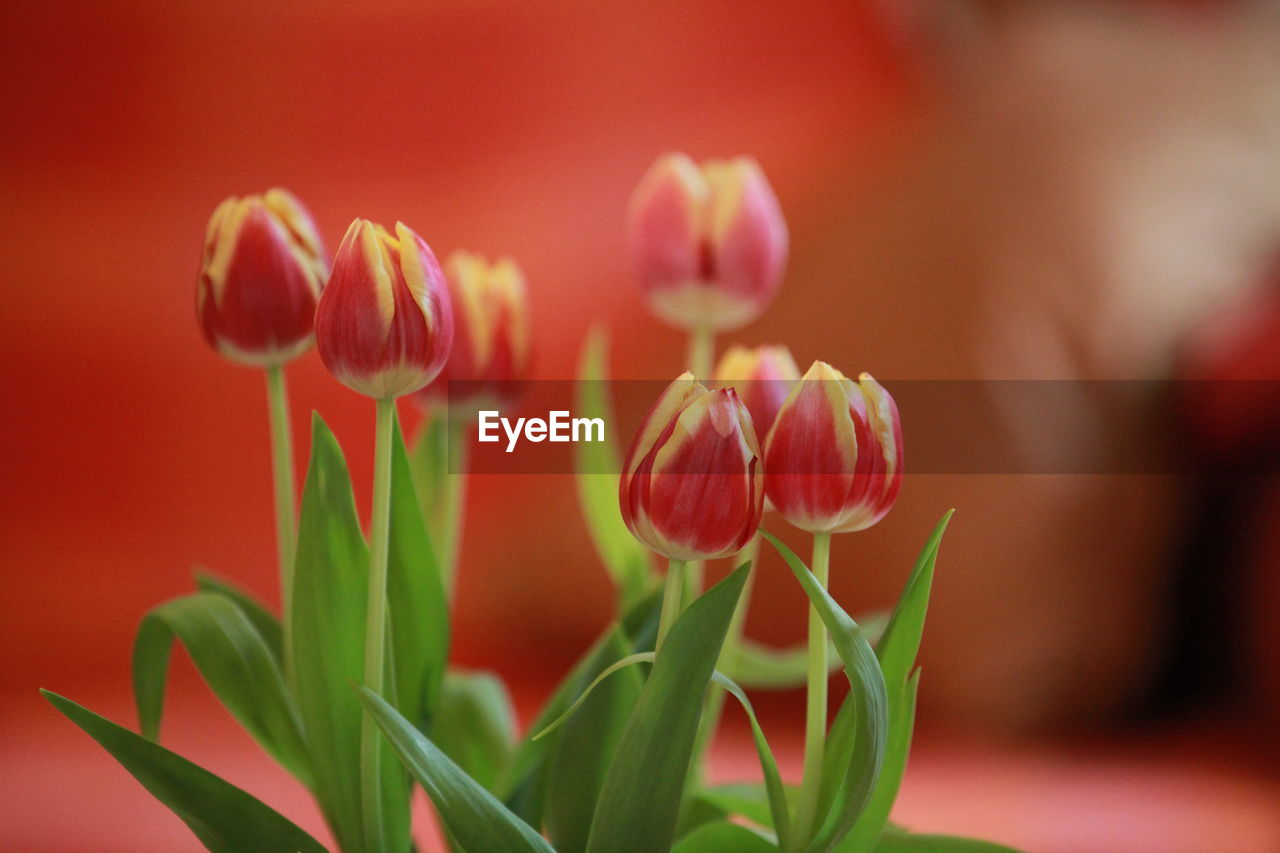 Close-up of red flowers