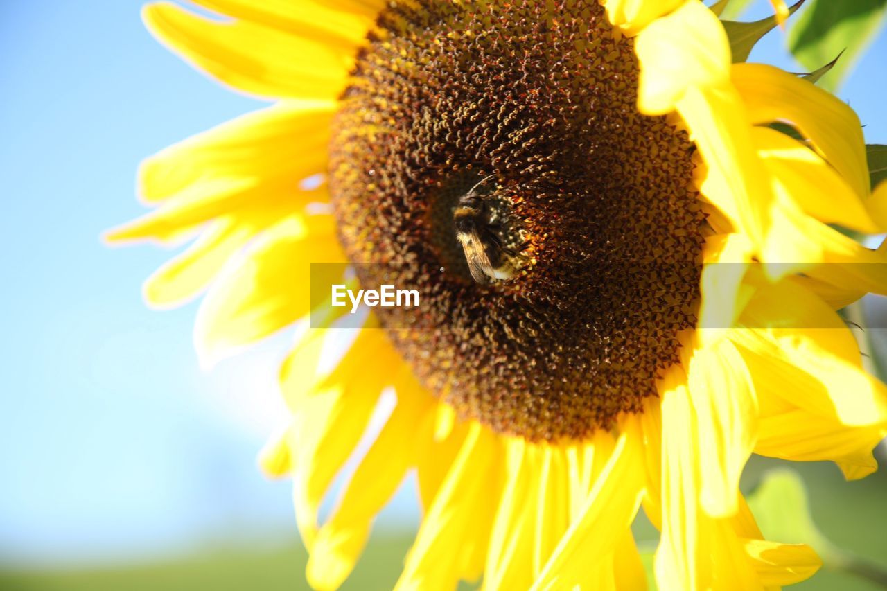 Close-up of sunflower