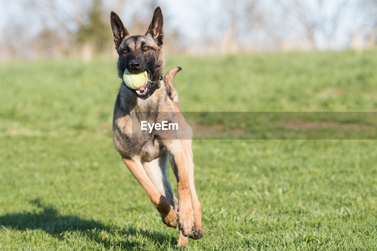 DOG RUNNING ON GRASS