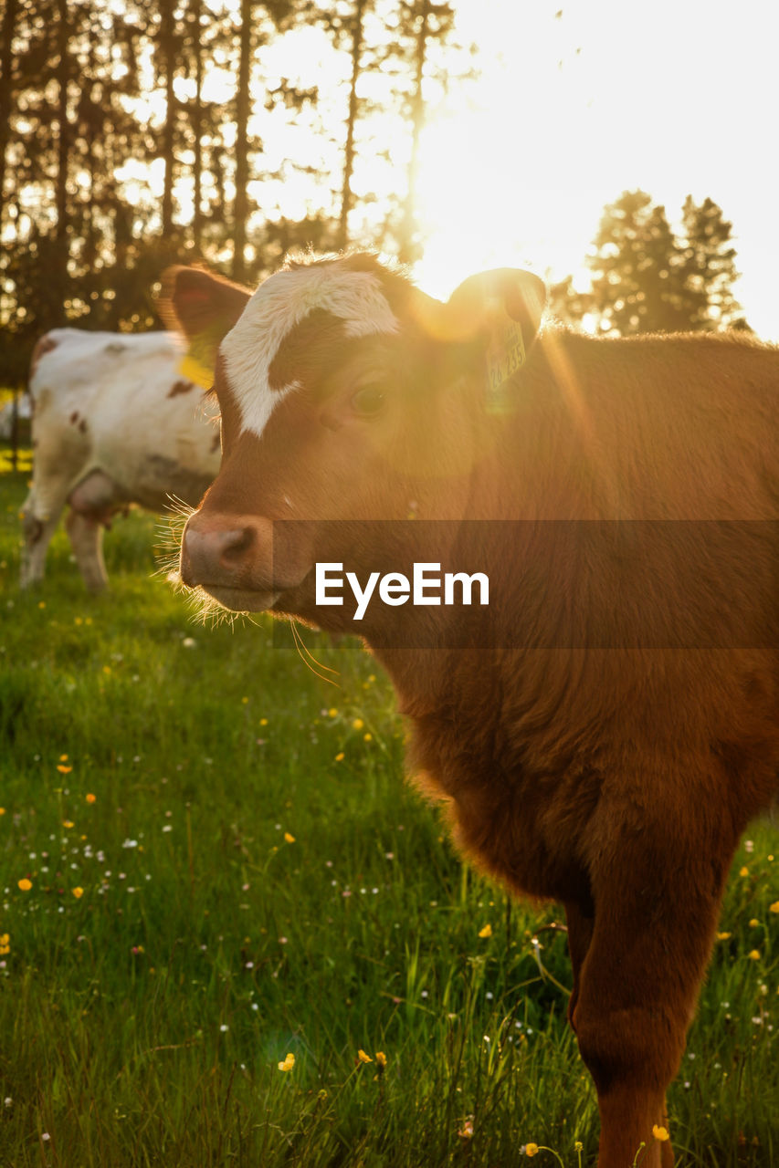 COWS IN A FIELD