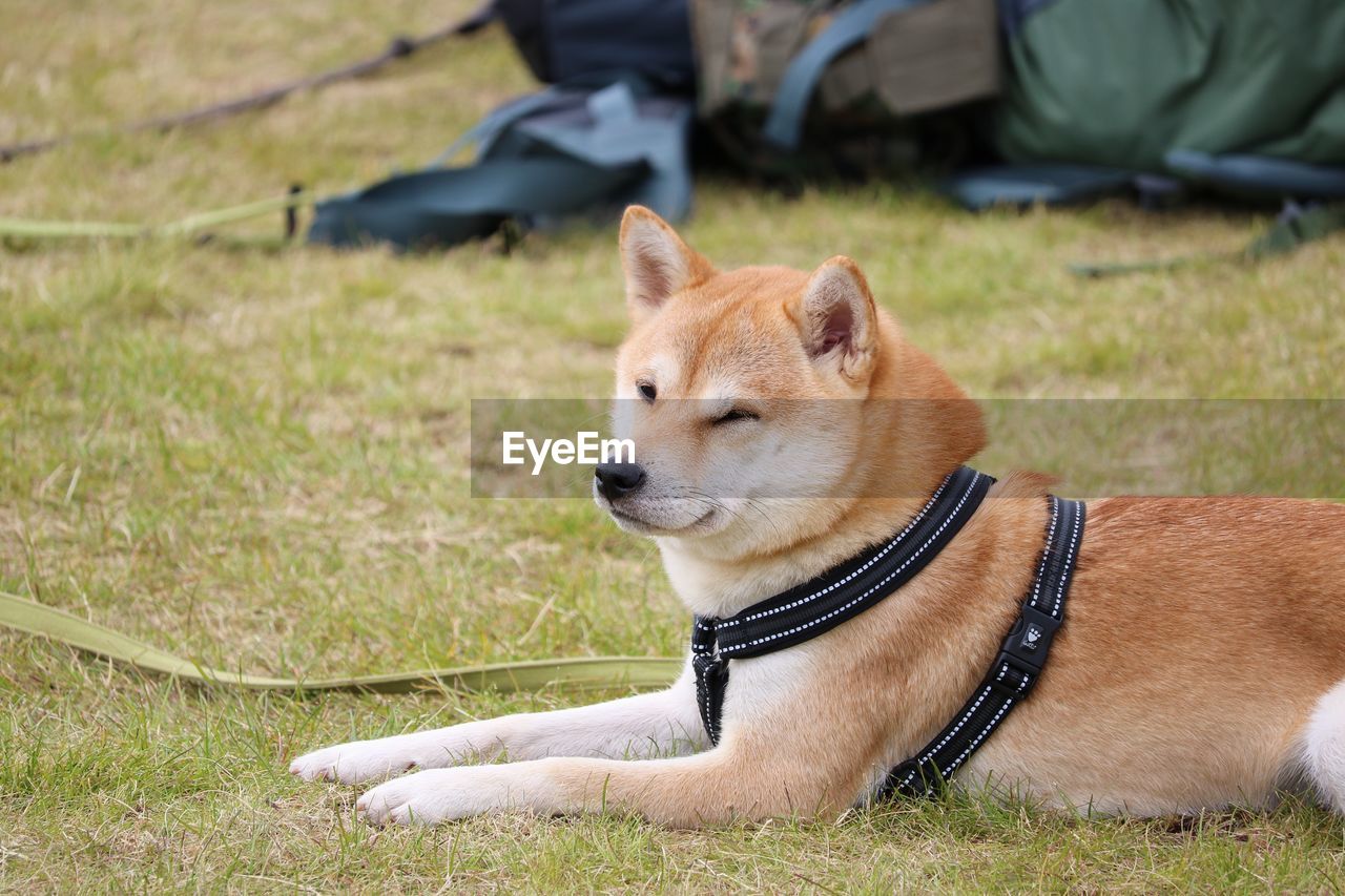 DOG SITTING ON FIELD