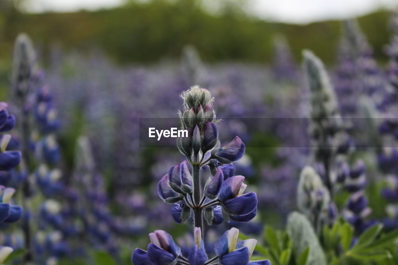 Close-up of purple flowering plant