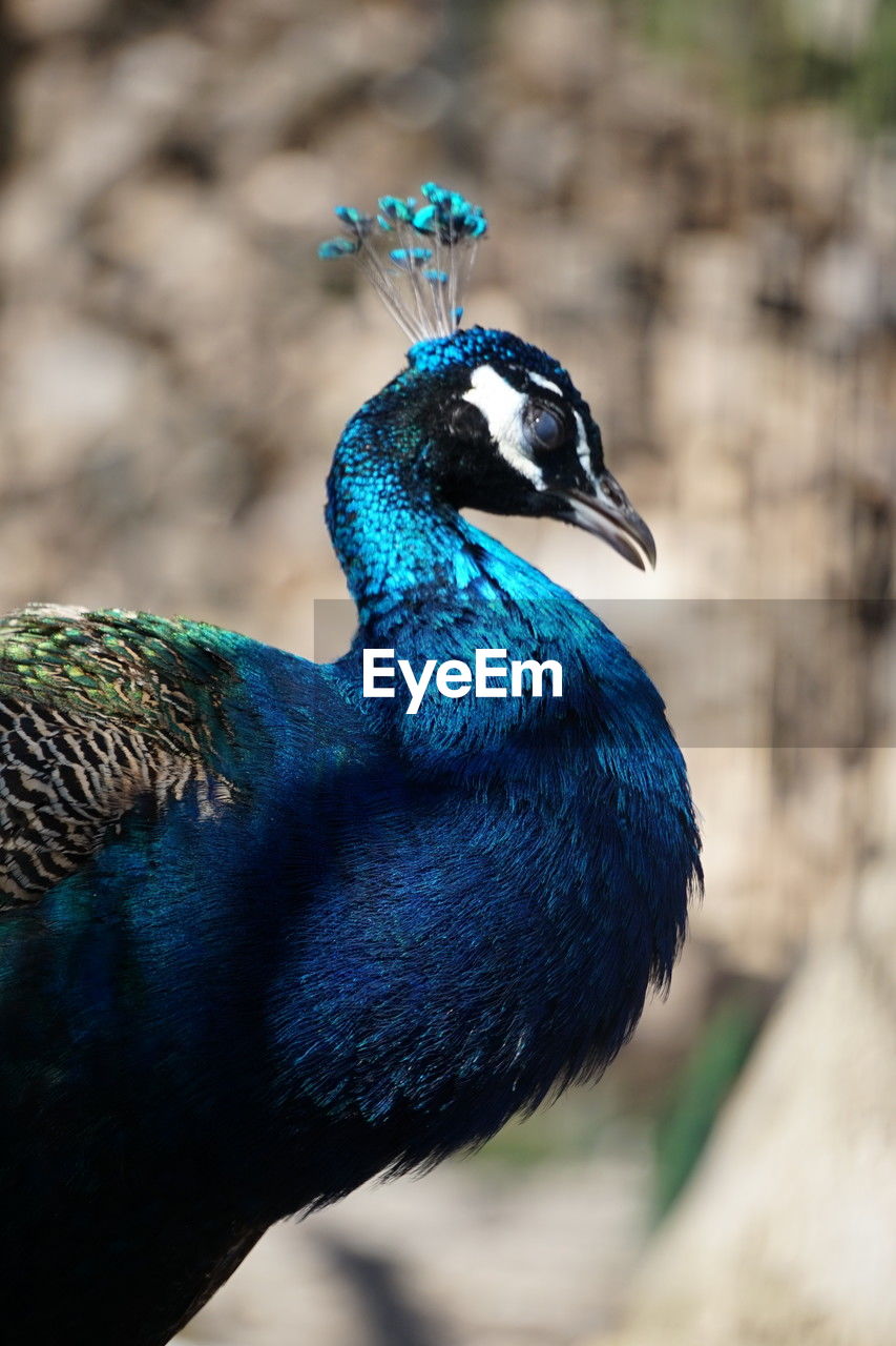 animal themes, animal, blue, one animal, bird, peacock, animal wildlife, close-up, wildlife, beak, nature, animal body part, multi colored, peacock feather, feather, no people, focus on foreground, animal head, green, outdoors, profile view, beauty in nature, day