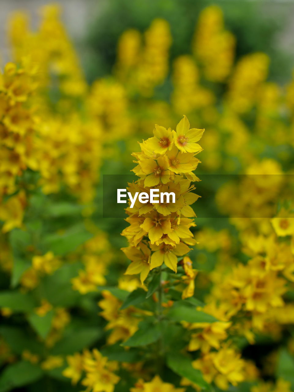 CLOSE-UP OF YELLOW FLOWERING PLANT ON LAND