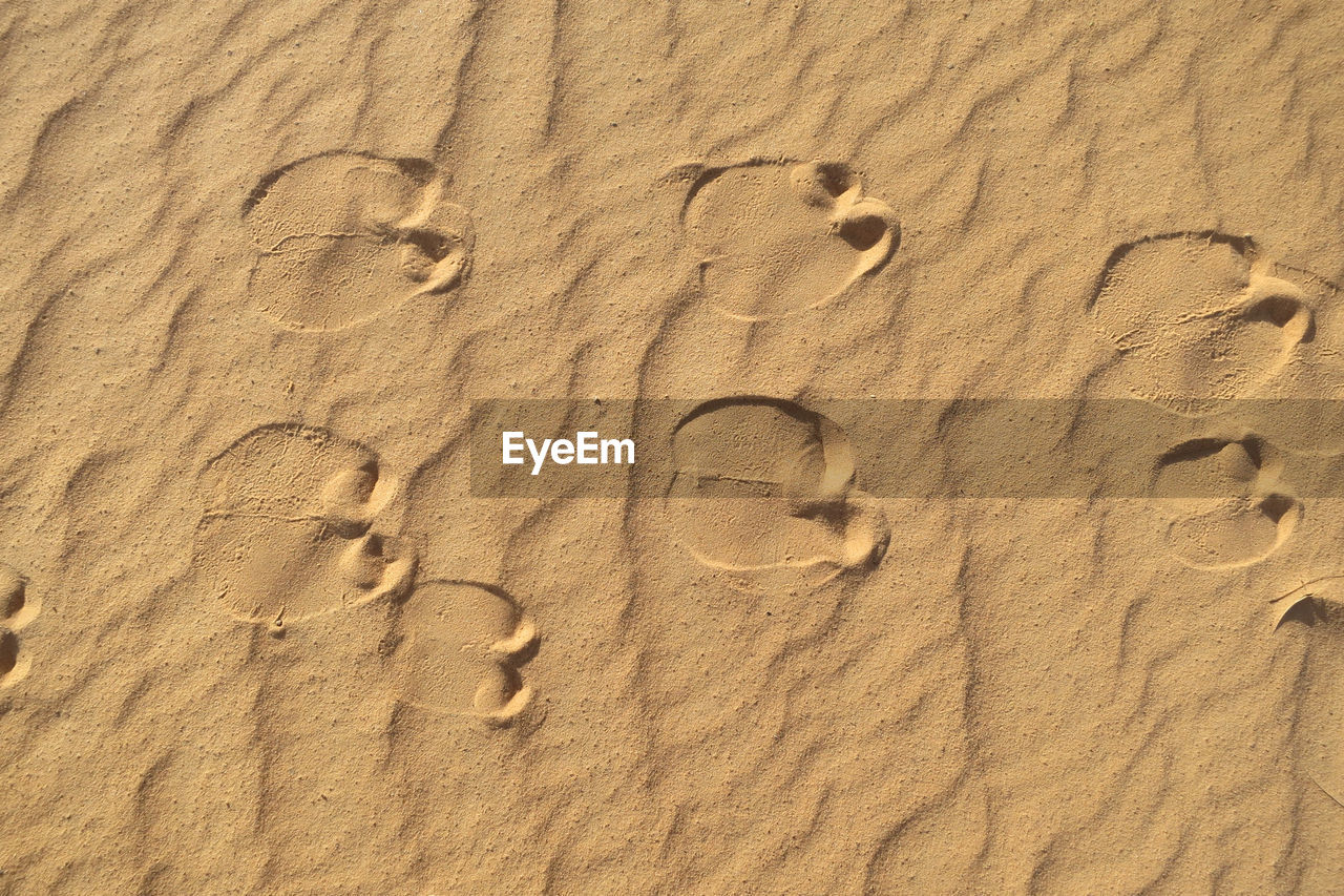 Foot print os a camel in perfect clar sand of sahara desert