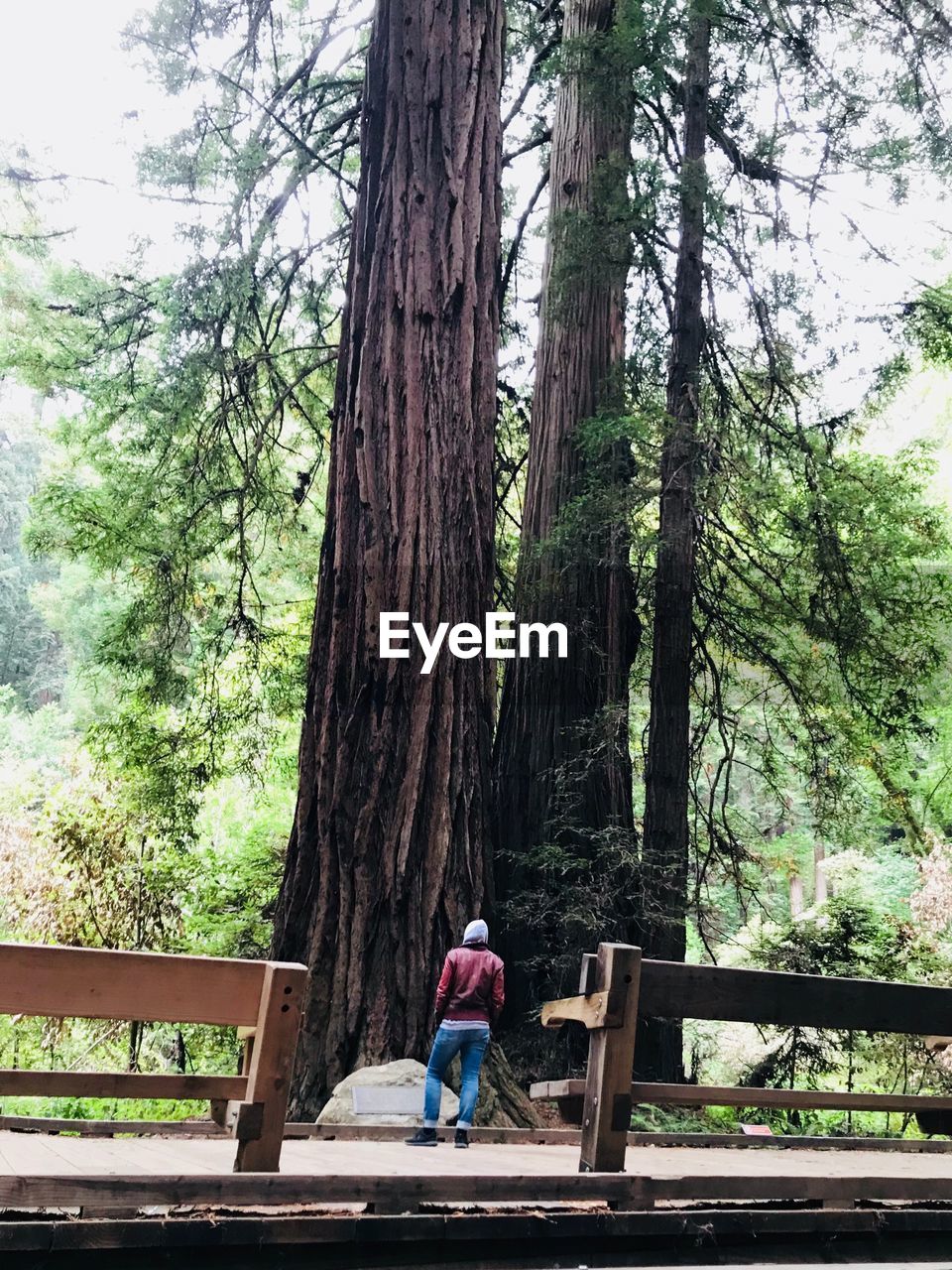 REAR VIEW OF WOMAN SITTING ON BENCH AGAINST TREES