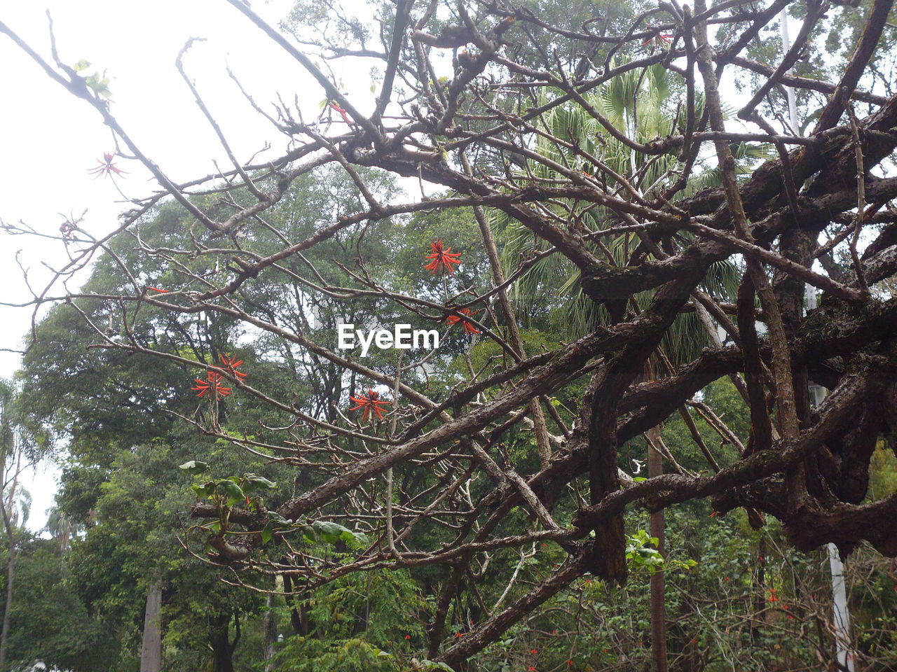 LOW ANGLE VIEW OF BIRD ON TREE