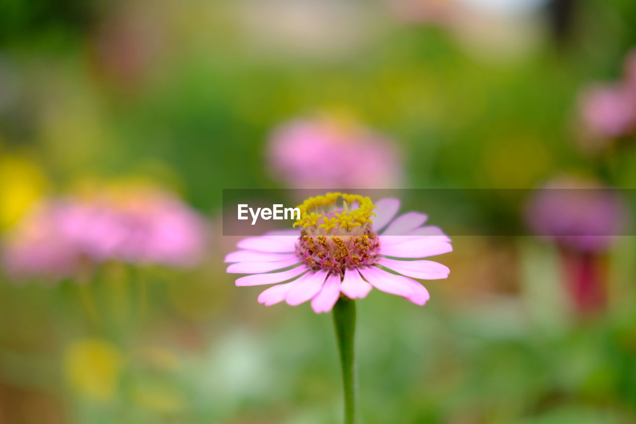 CLOSE-UP OF PINK DAISY FLOWER