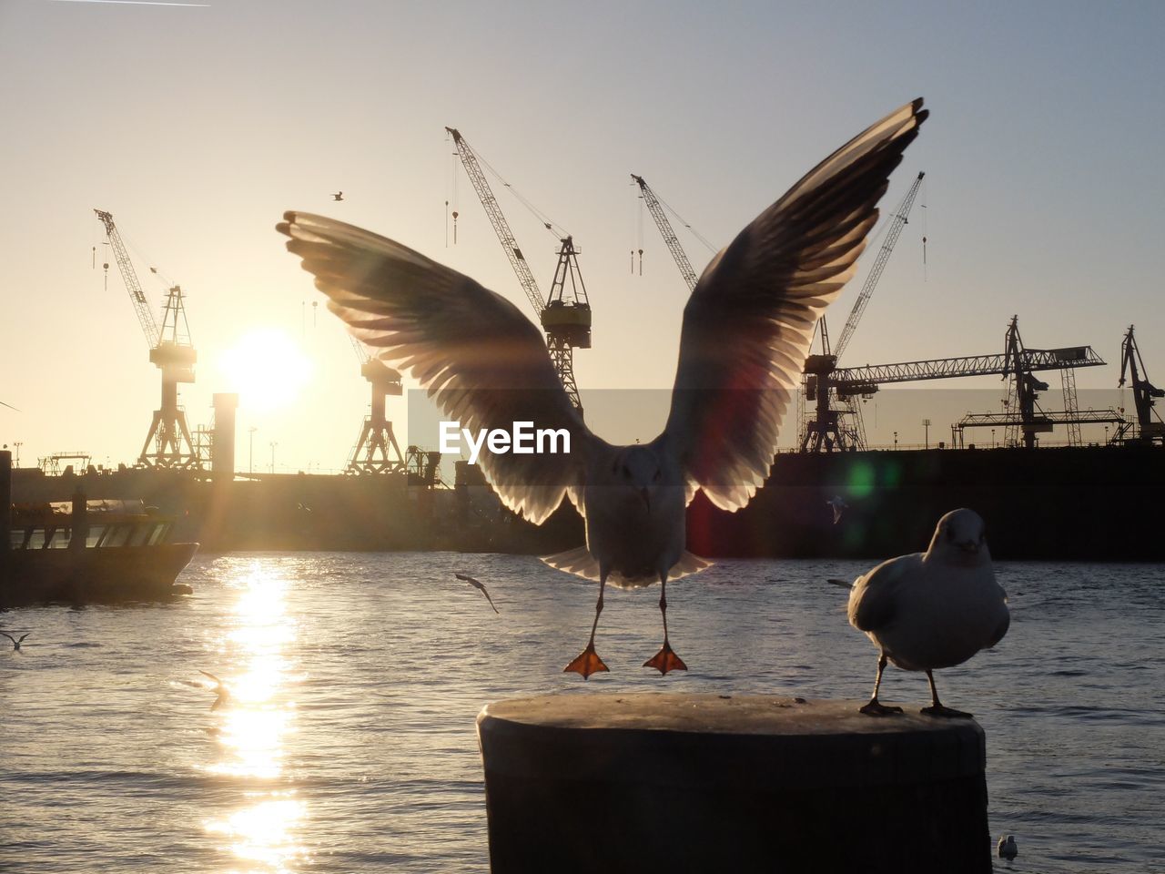 Seagulls on wooden post at harbor