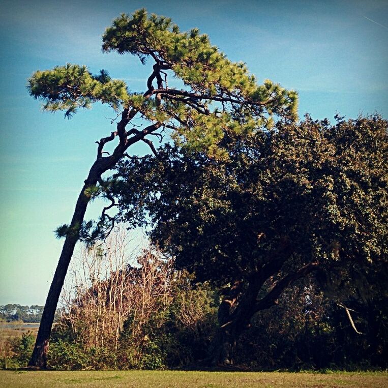 Trees growing in park against blue sky