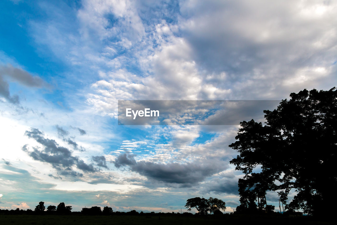 SILHOUETTE TREES AGAINST SKY