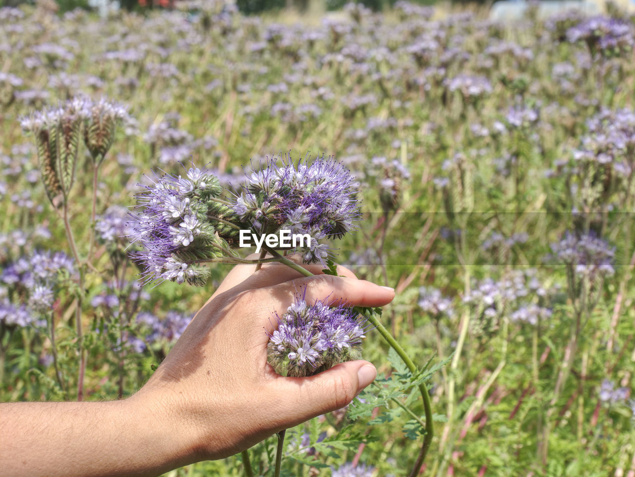 Farmer woman check phacelia tanacetifolia blossom. phacelia is known as blue tansy or purple tansy