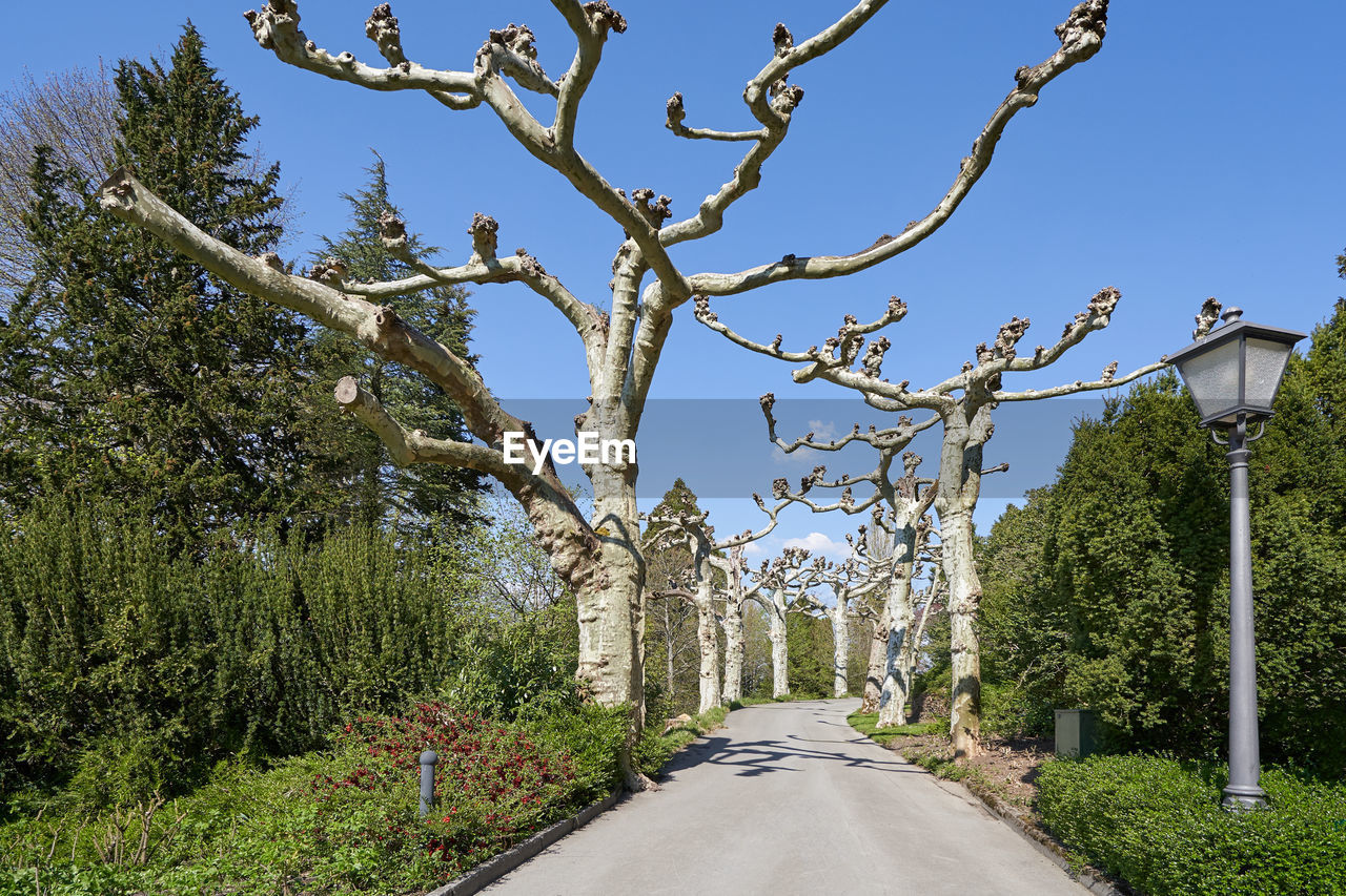 Alley and footpath with unusual palatanus trees with twisted branches