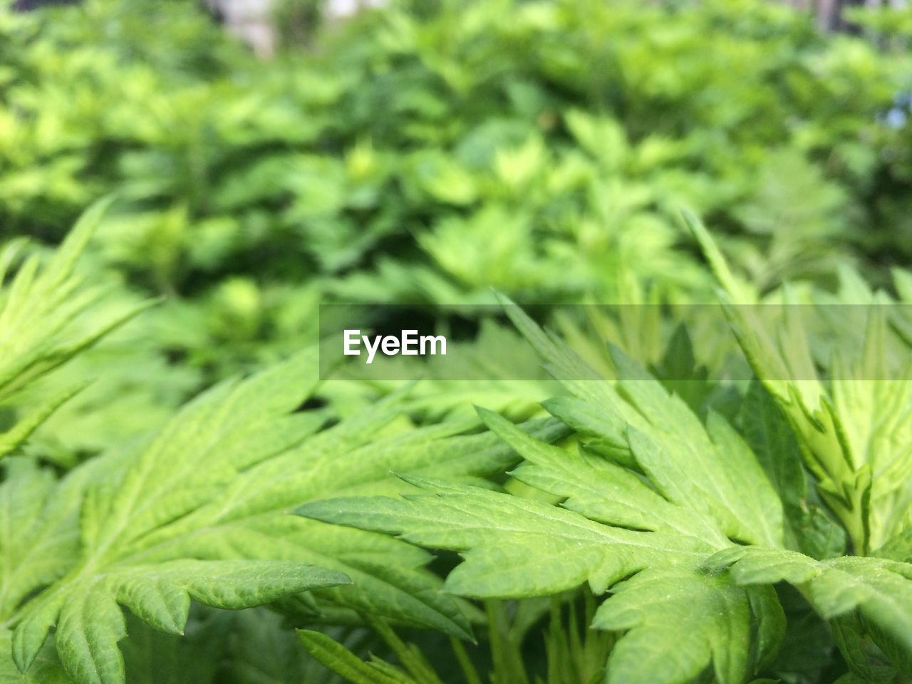 CLOSE-UP OF GREEN LEAVES