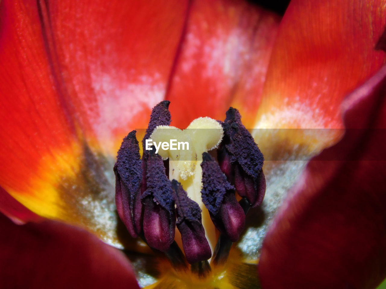 FULL FRAME SHOT OF RED FLOWER