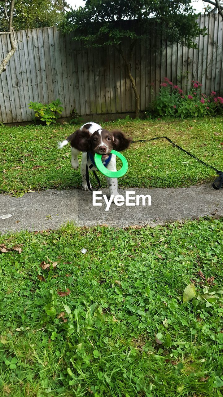 English springer spaniel playing in backyard