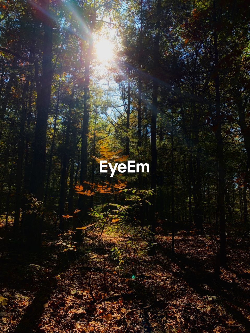 Sunlight streaming through trees in forest