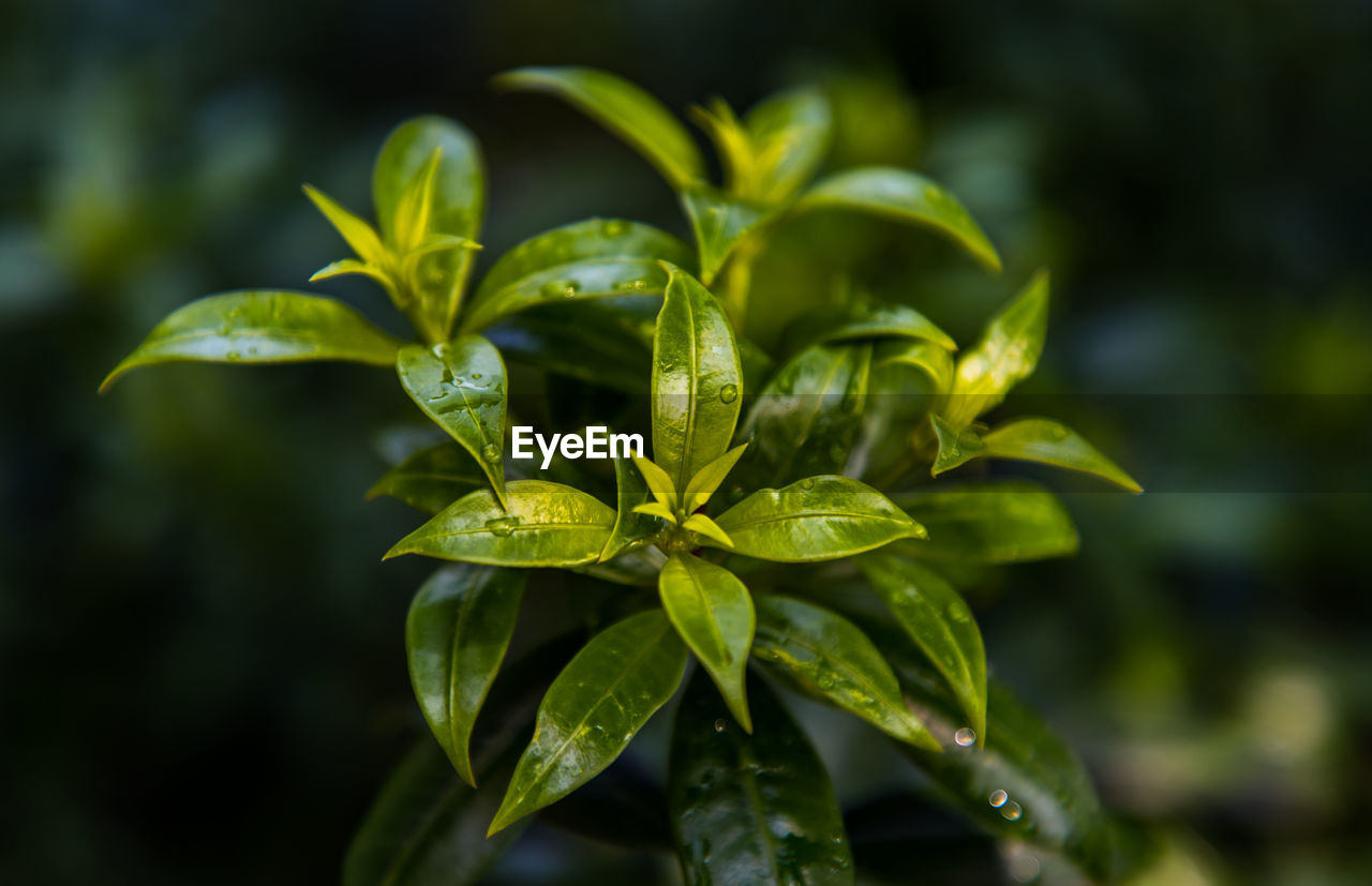 CLOSE-UP OF FRESH LEAVES