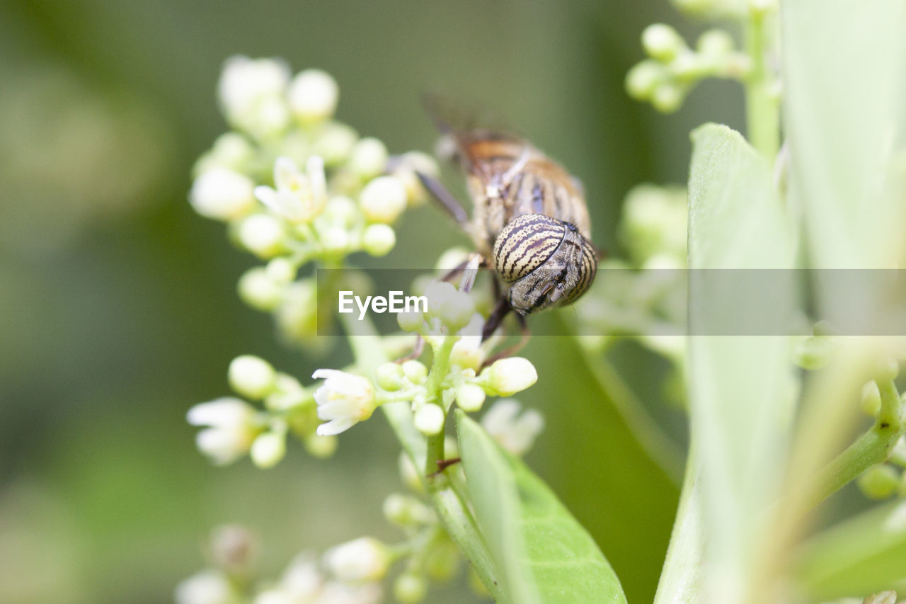 CLOSE-UP OF BUTTERFLY POLLINATING FLOWER