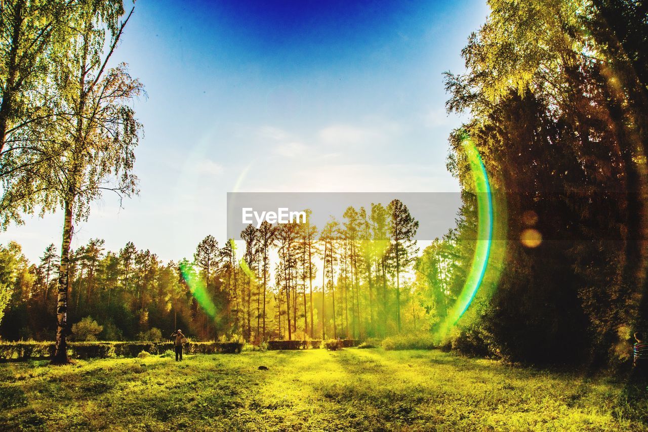 TREES ON GRASSY FIELD AGAINST CLEAR SKY