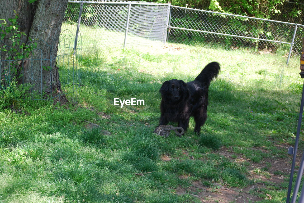 DOG IN FIELD