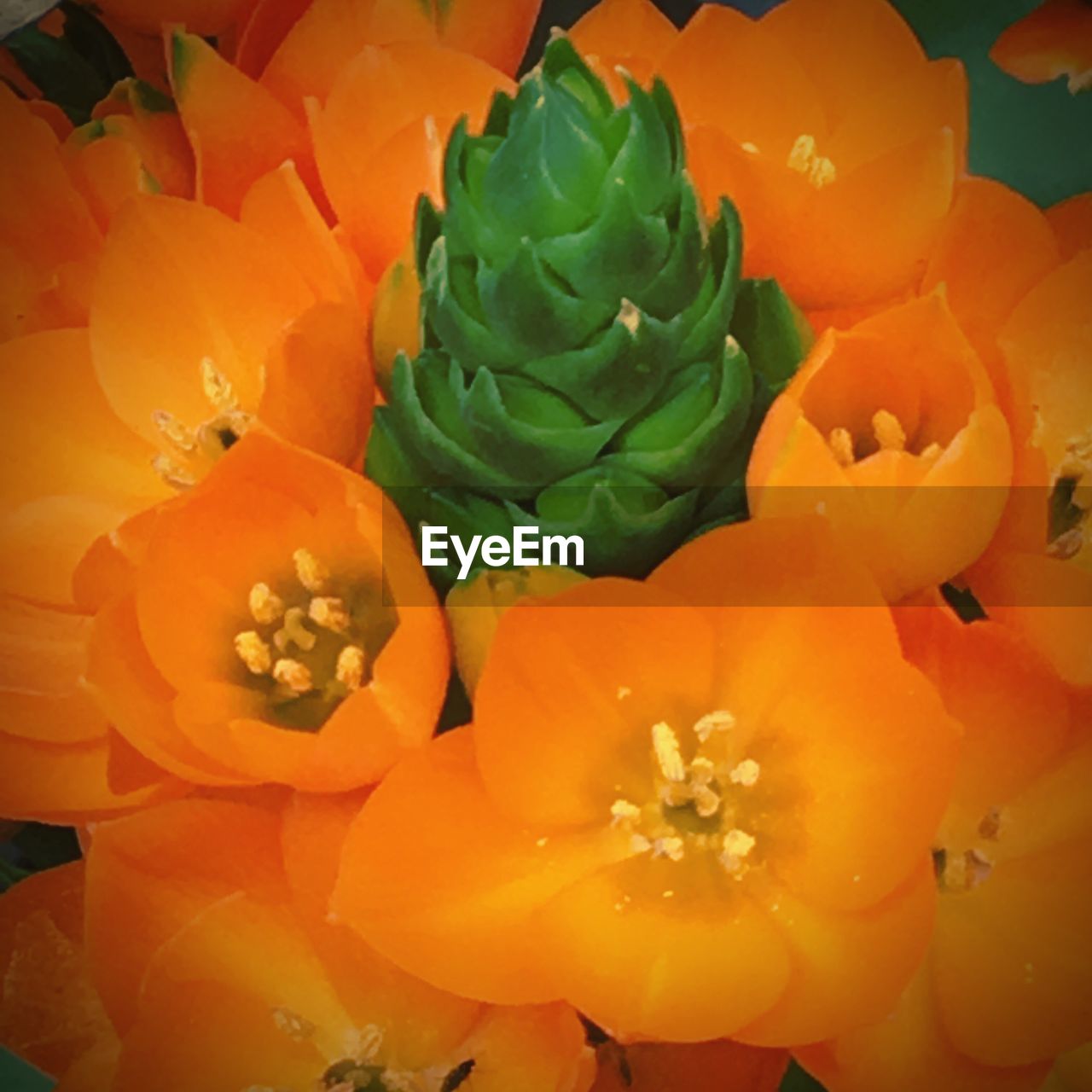 CLOSE-UP OF ORANGE FLOWER