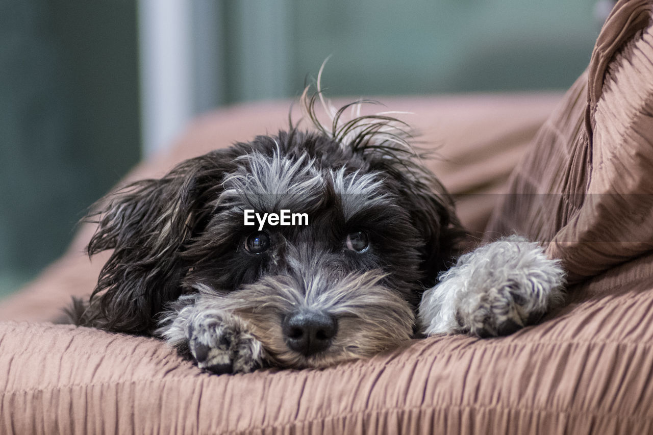 CLOSE-UP PORTRAIT OF PUPPY LYING ON BED