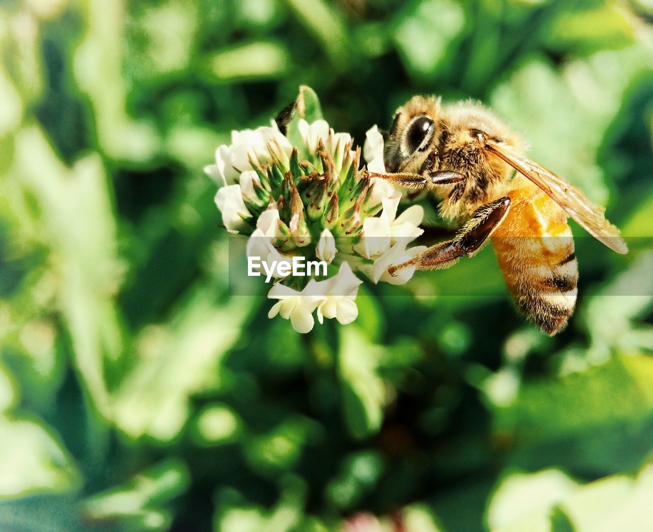 Close-up of honey bee on white flower