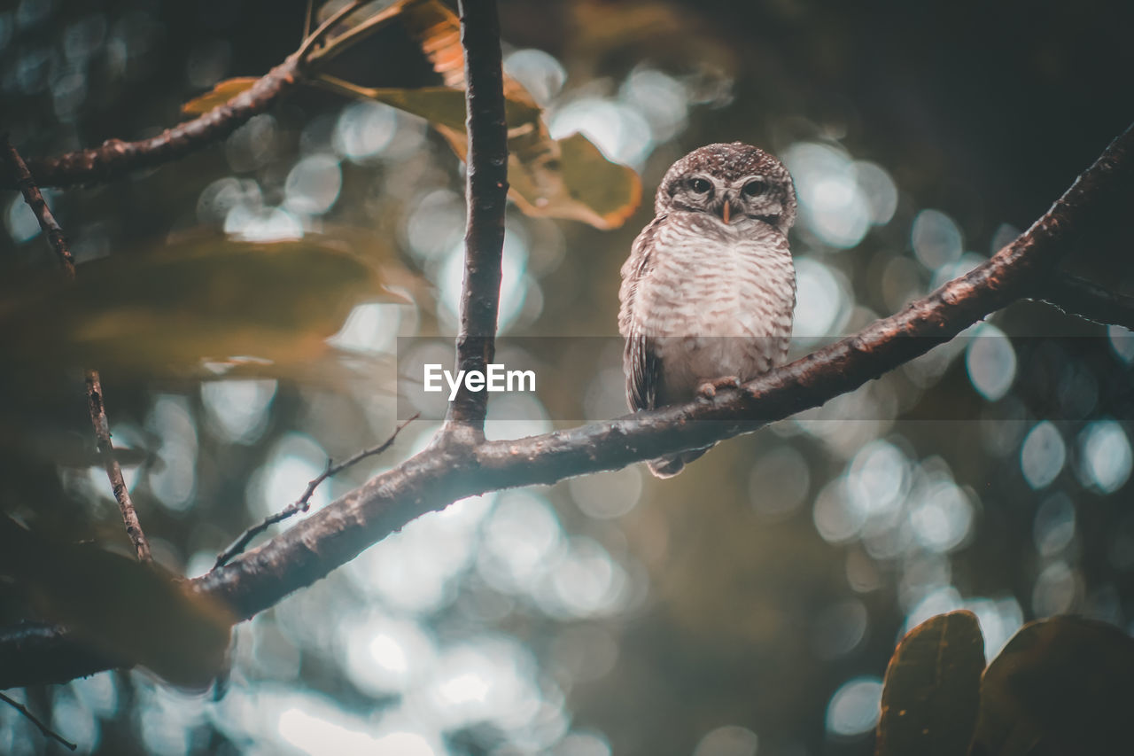 CLOSE-UP OF OWL PERCHING ON BRANCH