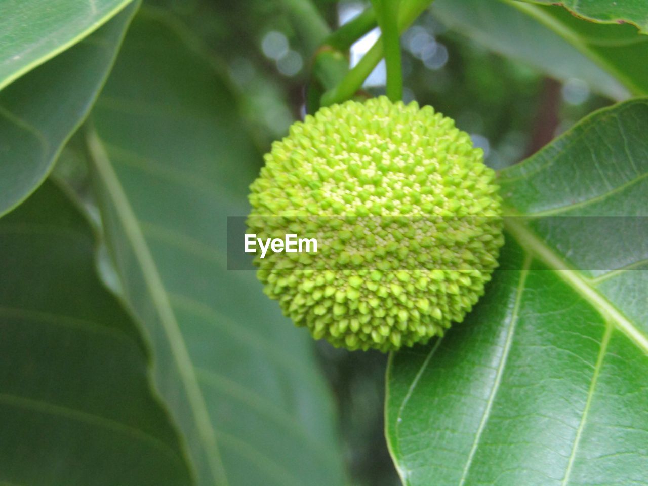 CLOSE-UP OF GREEN PLANT AGAINST LEAF