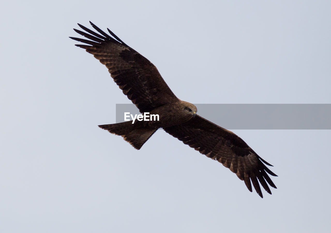 LOW ANGLE VIEW OF EAGLE FLYING AGAINST SKY