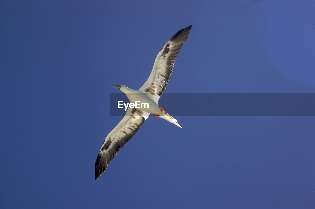 Low angle view of seagull flying against clear blue sky