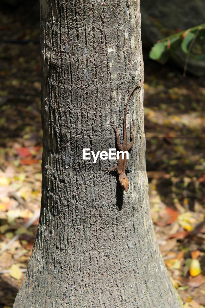 CLOSE-UP OF HANDS TREE TRUNK