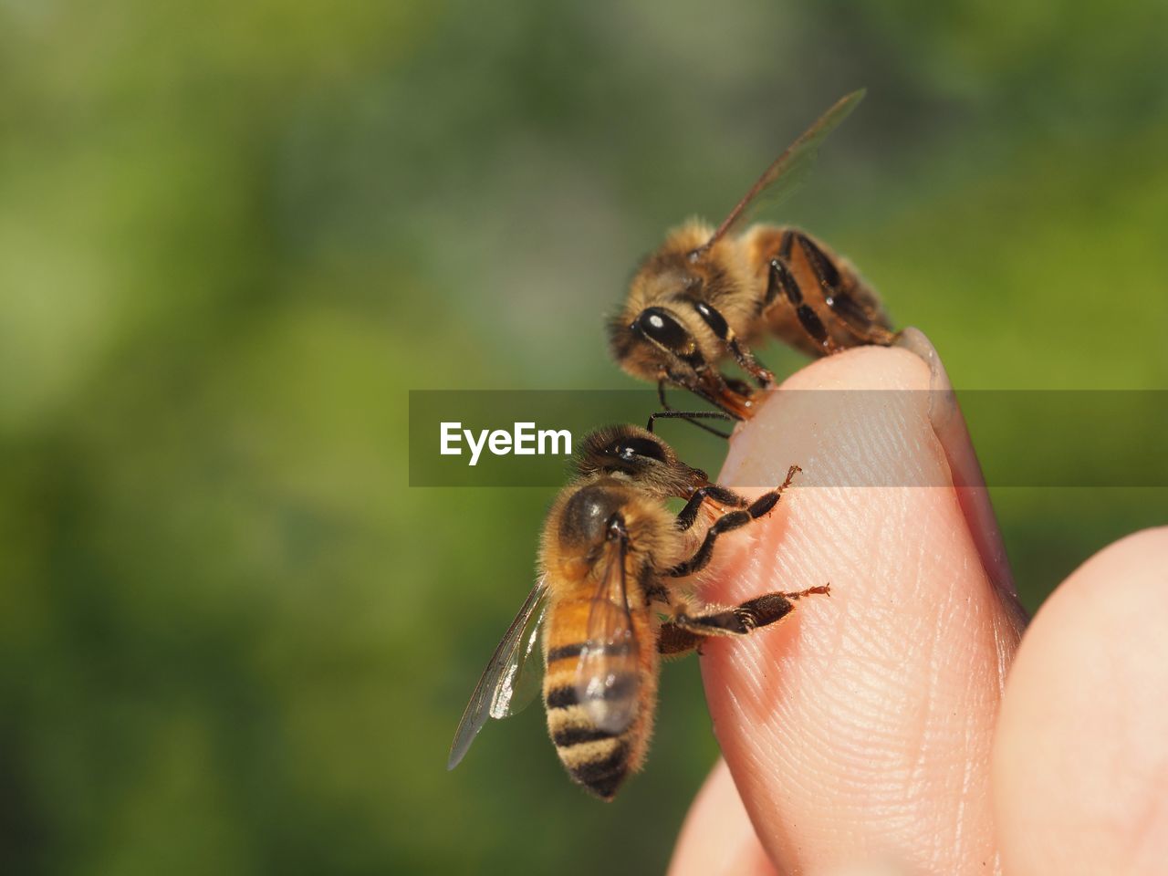 Close-up of bees on hand