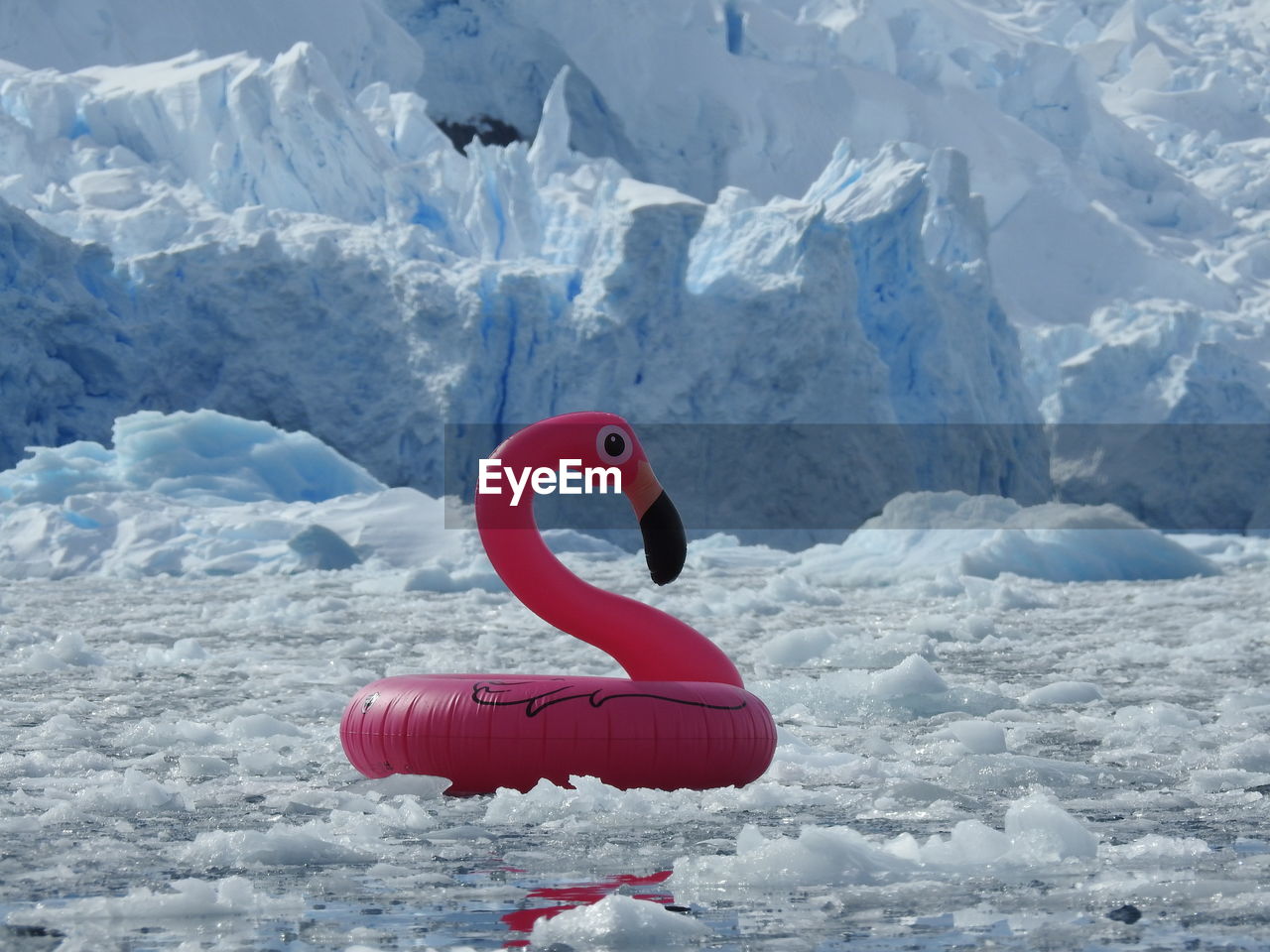 Close-up of inflatable flamingo on glacier