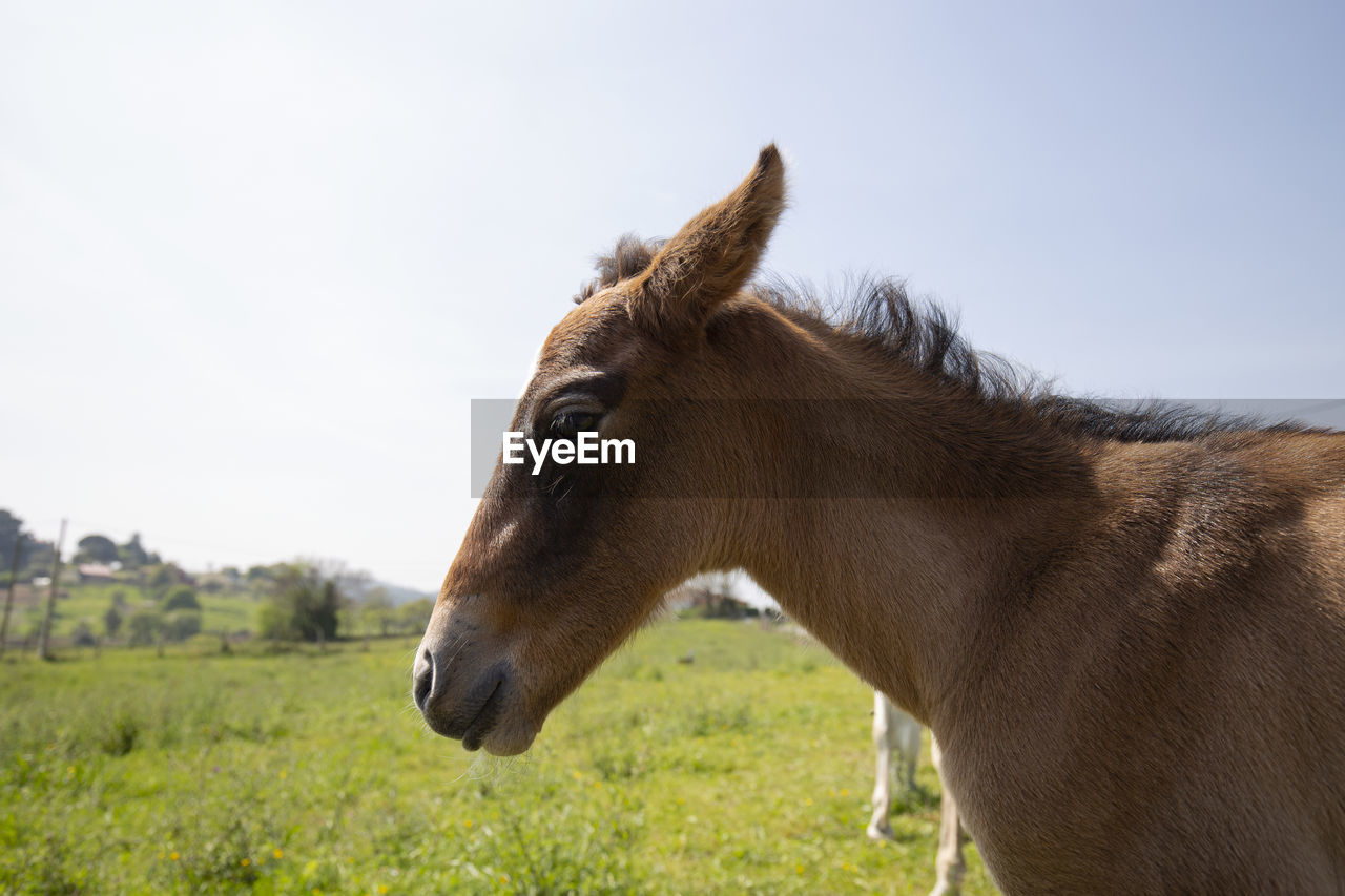 Portrait of a foal in a field