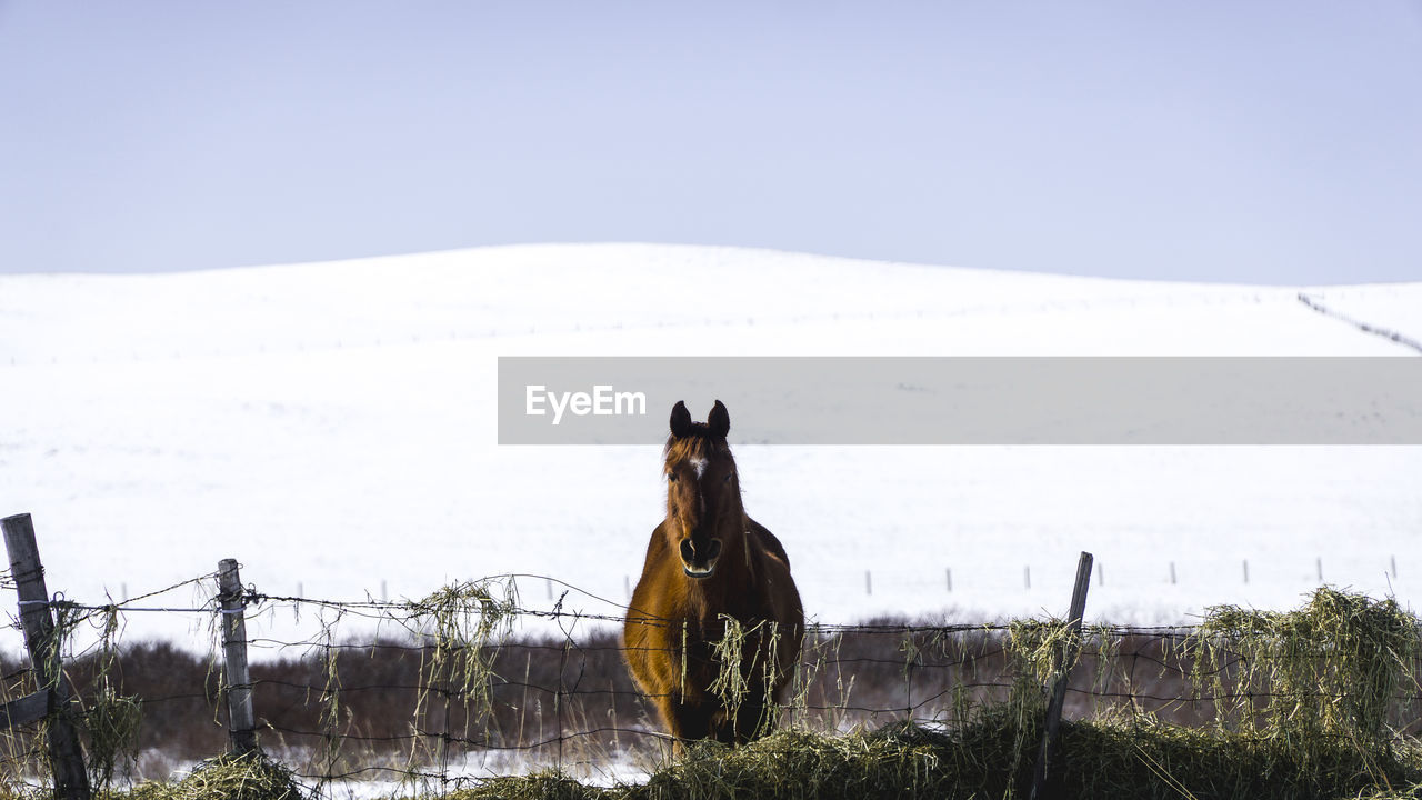 HORSE ON FIELD AGAINST SNOWCAPPED MOUNTAINS