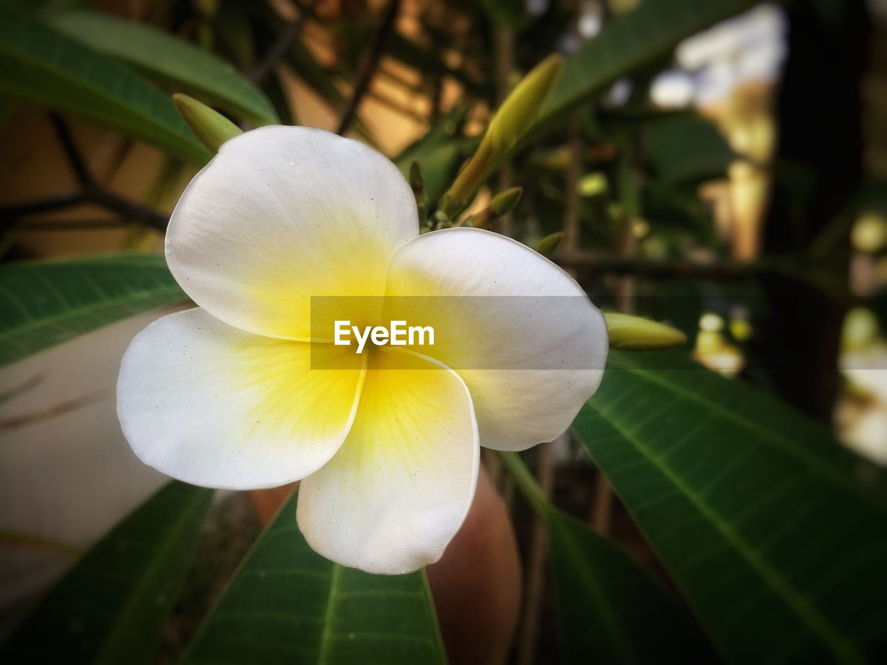 CLOSE-UP OF FRANGIPANI BLOOMING ON PLANT