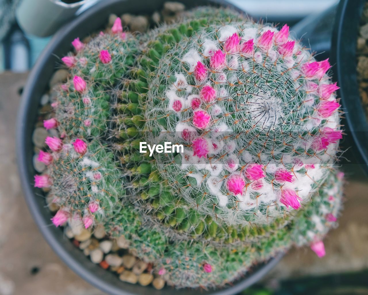 HIGH ANGLE VIEW OF SUCCULENT PLANT