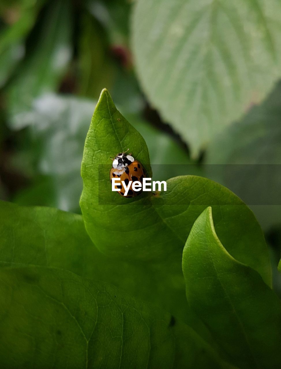 Close-up of ladybug on leaf