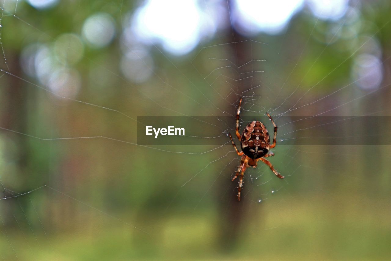 CLOSE-UP OF SPIDER WEB