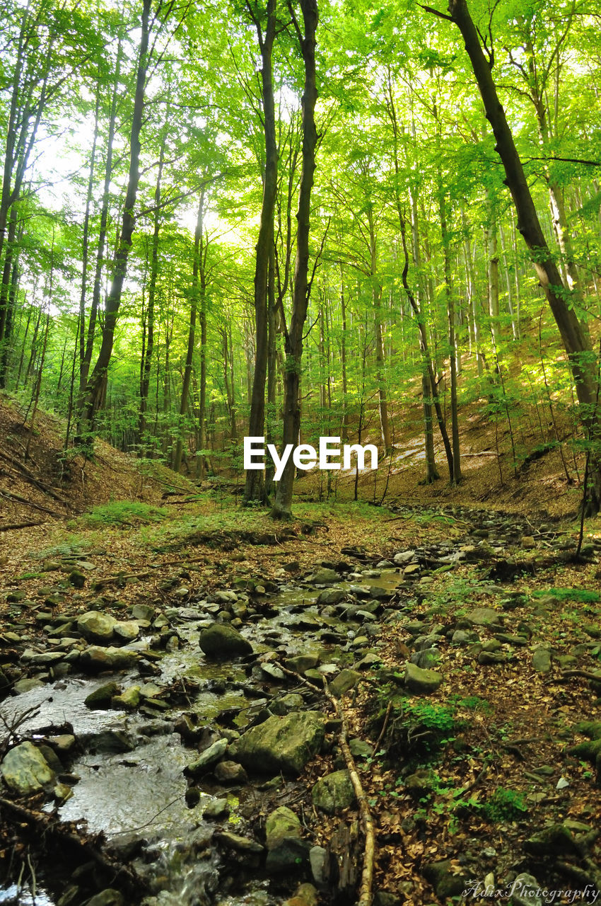Trees growing in forest