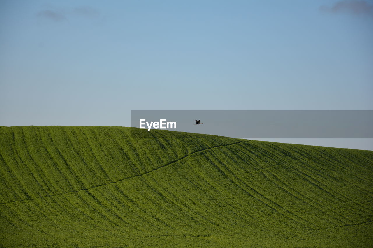 Low angle view of green landscape against clear sky and one stork