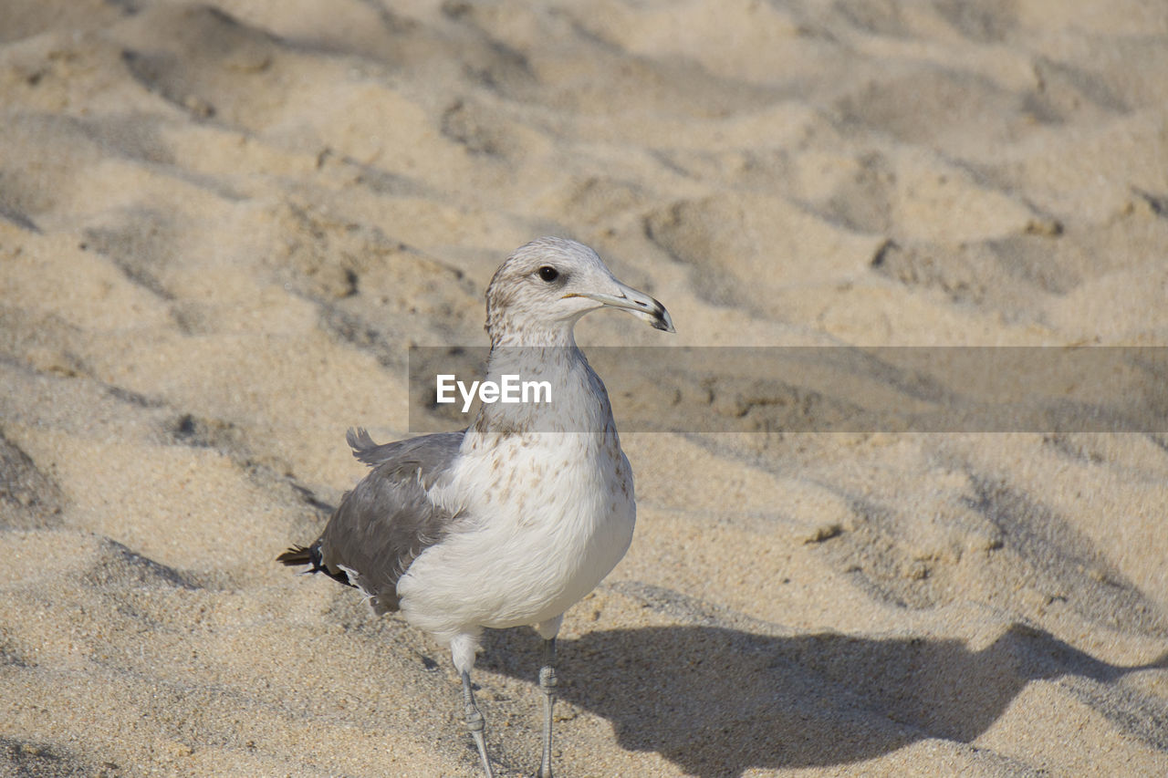 Close-up of seagull perching on sand at beach