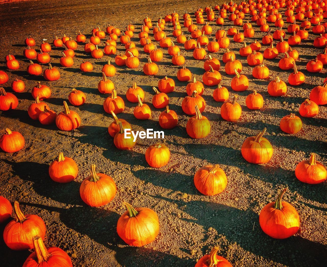 High angle view of pumpkins arranged on field