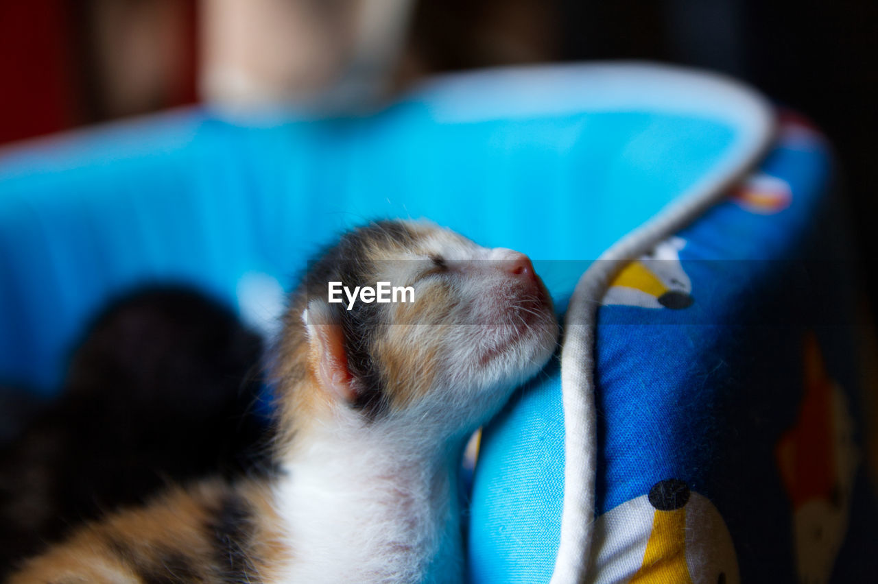 CLOSE-UP OF A DOG SLEEPING ON BLUE EYES