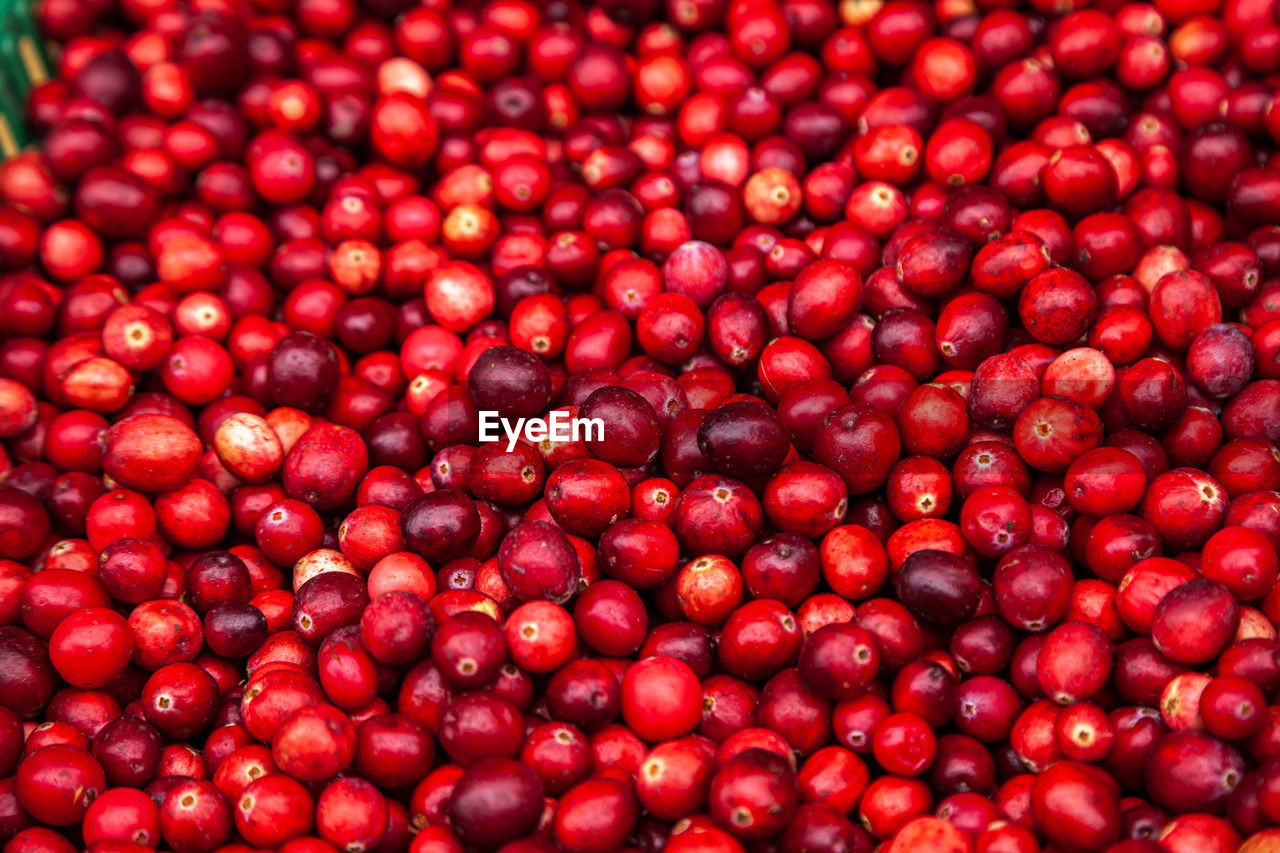 Ripe cranberries for background. red cranberries. fresh organic fruits background. cranberries 