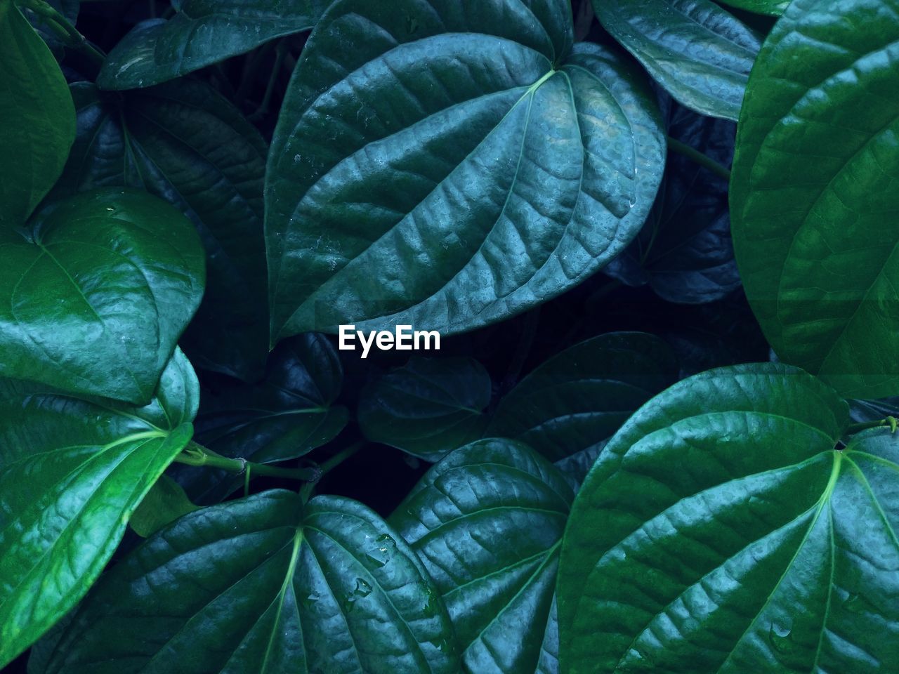 Full frame shot of green leaves