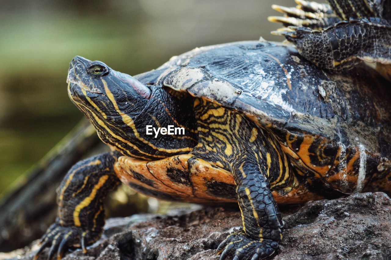 Close-up of turtle on rock