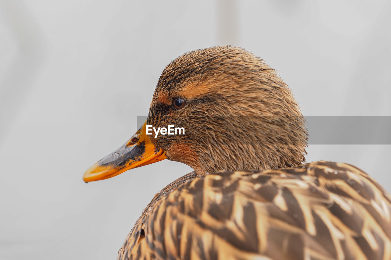 CLOSE-UP SIDE VIEW OF A BIRD